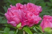 柑橘枝條嫁接前怎樣消毒_油茶樹嫁接最好的方法