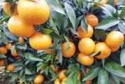 2千畝小柑橘種植技術與管理_第一年的柑橘幼樹怎樣施肥才能長的粗壯