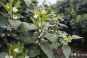 柑橘種植技術(shù)一梢三肥_柑桔如何進行修枝整形能提高產(chǎn)量 柑橘種植技術(shù)一梢三肥_柑桔如何進行修枝整形能提高產(chǎn)量