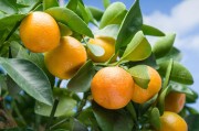 柑橘種植技術(shù)及主要病蟲害_柑橘的白蟲病怎么治療 柑橘種植技術(shù)及主要病蟲害_柑橘的白蟲病怎么治療