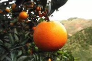 湖南懷化柑橘種植技術(shù)規(guī)程_433025是哪里開頭的身份證號碼 湖南懷化柑橘種植技術(shù)規(guī)程_433025是哪里開頭的身份證號碼