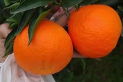 愛媛縣柑橘種植技術(shù)_種愛媛38和沃柑哪個品種更有前途