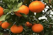 愛媛34號介紹_綠美人