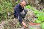 柑橘嫁接枝條怎樣保存好活_楊梅接穗怎樣保存