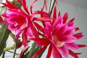 橘子怎么樣扦插成活率高_(dá)適合9月種植的水果