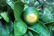 柑橘的種植技術(shù)ppt免費_如何教會孩子使用思維導(dǎo)圖學(xué)習(xí)