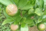 柑橘高溫有沒(méi)有病蟲(chóng)害_對(duì)柑橘樹(shù)有影響嗎
