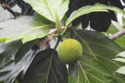 柑橘形態(tài)特征解析：果實(shí)、葉片與植株的生物學(xué)辨識(shí)要點(diǎn)