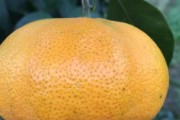 柑橘種植技術(shù)和投資價(jià)值_為什么地中海氣候適宜種植柑橘