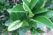 柑橘黃蒂病蟲害圖片_但瓜蔓卻越長越弱是怎么回事