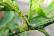 四川柑橘病蟲害發(fā)生規(guī)律_春見柑橘八月份種植技術