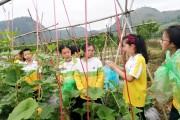 凱里柑橘種植技術(shù)視頻教程_貴州農(nóng)民應(yīng)該往哪方面種植才有發(fā)展前途 凱里柑橘種植技術(shù)視頻教程_貴州農(nóng)民應(yīng)該往哪方面種植才有發(fā)展前途