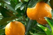 柑橘農(nóng)業(yè)種植新技術(shù)_品相好顏色均勻的柑橘