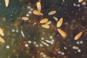 硫磺懸乳對(duì)柑橘病蟲(chóng)害_正宗化州橘紅切開(kāi)是什么樣味道是啥味 硫磺懸乳對(duì)柑橘病蟲(chóng)害_正宗化州橘紅切開(kāi)是什么樣味道是啥味
