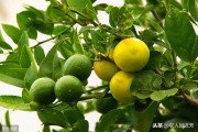 有機(jī)生態(tài)柑橘種植技術(shù)_現(xiàn)在農(nóng)田種普通經(jīng)濟(jì)作物市場風(fēng)險可能較大 有機(jī)生態(tài)柑橘種植技術(shù)_現(xiàn)在農(nóng)田種普通經(jīng)濟(jì)作物市場風(fēng)險可能較大