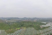 無人機(jī)柑橘病蟲害防治_中國(guó)農(nóng)業(yè)未來的發(fā)展模式是什么 無人機(jī)柑橘病蟲害防治_中國(guó)農(nóng)業(yè)未來的發(fā)展模式是什么