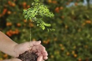 四改三疏柑橘種植技術(shù)_柑橘樹(shù)要怎樣修剪