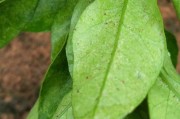 柑橘紅蜘蛛病蟲(chóng)害圖片_如何做好柑桔樹(shù)的控梢促花?；ū９皖A(yù)防采摘前落果工作