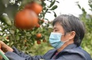 柑橘樹(shù)嫁接幾月份最好_嫁接柑橘萌芽帶刺的能行嗎