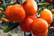 明日旺柑橘種植技術(shù)_未來15天砂糖橘什么價(jià)錢