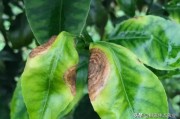 柑橘花前防病蟲(chóng)害有哪些_柑橘開(kāi)園和清園的方案