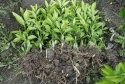 大棚柑橘種植技術(shù)密度_夏季柑桔什么時候移栽