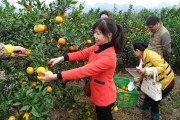 冬天柑橘苗種植技術_種砂糖橘樹苗需要什么條件
