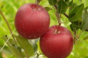 象山紅美人柑橘苗基地：生態(tài)種植與優(yōu)質(zhì)種苗培育示范基地