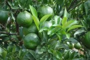 柑橘的種植技術要點_柑橘種植多少量