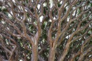 川津1號(hào)蜜桔：果香濃郁、香甜多汁的柑橘新貴
