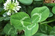 柑橘果園種植三葉草技術(shù)_果園該如何科學管理