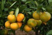 柑橘類水果病蟲(chóng)害_如何區(qū)分柑橘潰瘍病與瘡痂病的病害癥狀