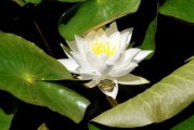 適合四川種植柑橘品種有哪些名字呢（四川柑橘種植技術(shù)）
