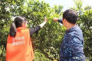 柑橘春季病蟲害有哪些_柑橘潰瘍病用什么藥 柑橘春季病蟲害有哪些_柑橘潰瘍病用什么藥