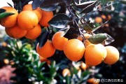 柑橘樹(shù)怎樣防治大實(shí)蠅病蟲(chóng)害_檸檬樹(shù)長(zhǎng)了這些是什么蟲(chóng)子