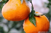 柑橘種植施肥技術(shù)技巧圖解_種植柑橘在施肥過程中需要注意什么 柑橘種植施肥技術(shù)技巧圖解_種植柑橘在施肥過程中需要注意什么