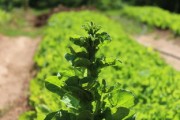 四川愛媛38號果凍橙：揭秘果肉細(xì)膩爆汁的川蜀秋日鮮甜密碼