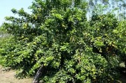 來(lái)賓柑橘種植技術(shù)_2019年砂糖橘價(jià)格走勢(shì)如何