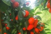 柑橘先進種植技術_愛媛38號柑橘種植技術 柑橘先進種植技術_愛媛38號柑橘種植技術