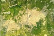 柑橘樹(shù)病蟲(chóng)害簡(jiǎn)報(bào)怎么寫(xiě)_怎么防治柑橘病蟲(chóng)害 柑橘樹(shù)病蟲(chóng)害簡(jiǎn)報(bào)怎么寫(xiě)_怎么防治柑橘病蟲(chóng)害