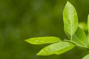 嫁接柑橘樹怎么嫁？手把手教你正確操作步驟與技巧