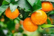 規(guī)模種植柑橘技術(shù)要求是什么_柑子管理技術(shù)