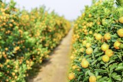 柑橘根系種植管理技術_柑桔爛根病怎么治
