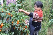 滿坡柑橘種植技術(shù)_柑橘樹什么時候打藥好