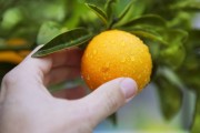 柑橘錯(cuò)季種植技術(shù)_易貯藏的農(nóng)副產(chǎn)品容易出現(xiàn)蒜你狠