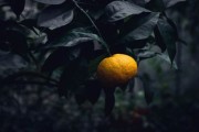 柑橘葉片細菌性角斑?。ǜ涕偌毦『τ心男? title=