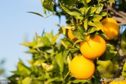 柑橘的種植方法和技術(shù)_柑桔的需肥特點是什么 柑橘的種植方法和技術(shù)_柑桔的需肥特點是什么