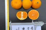 春見不知火區(qū)別（春見和不知火有什么區(qū)別）