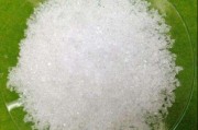 柑橘樹(shù)葉片常見(jiàn)病蟲(chóng)害圖片_夏季柑橘臍黃病不算病
