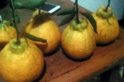 柑橘中晚熟種植技術(shù)_柑橘品種很多 柑橘中晚熟種植技術(shù)_柑橘品種很多